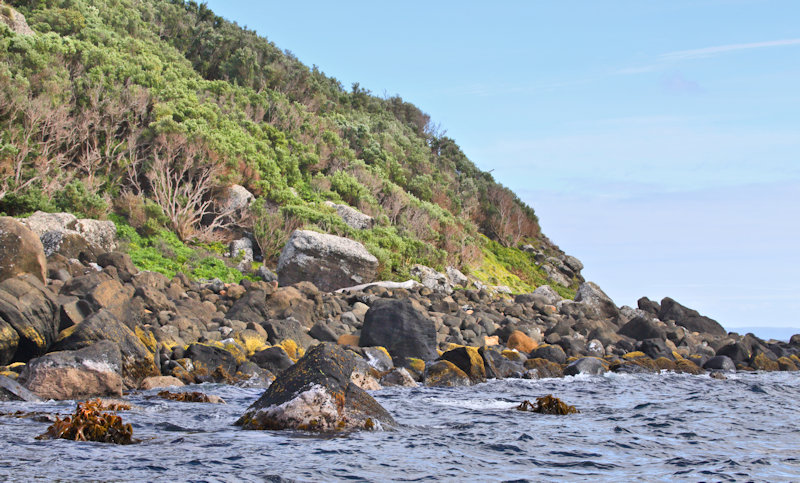 Chatham Islands - Mangere Is, Veronica_Hebe - chathamica