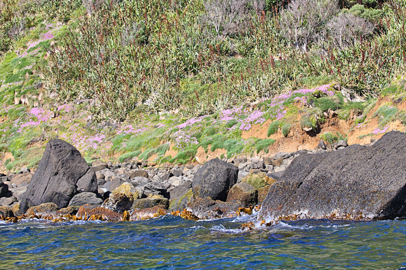 Mangere Island coast, Chatham Island group, New Zealand