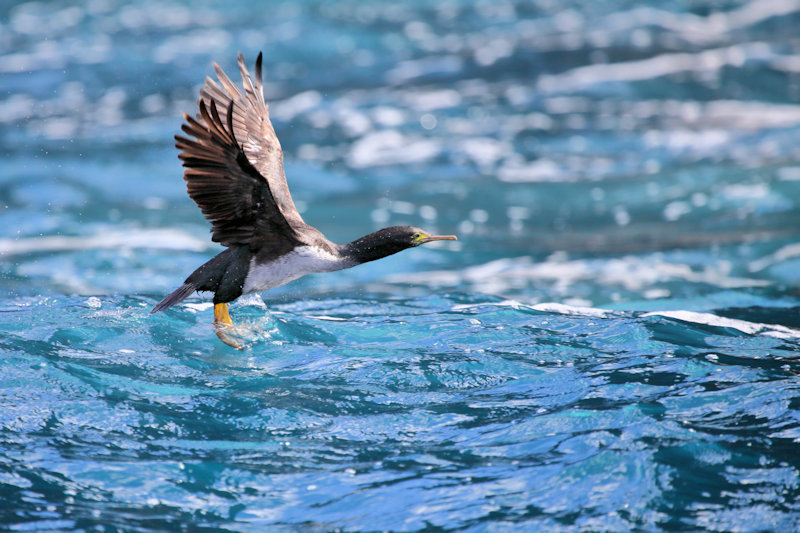 Chatham Island Shag, New Zealand