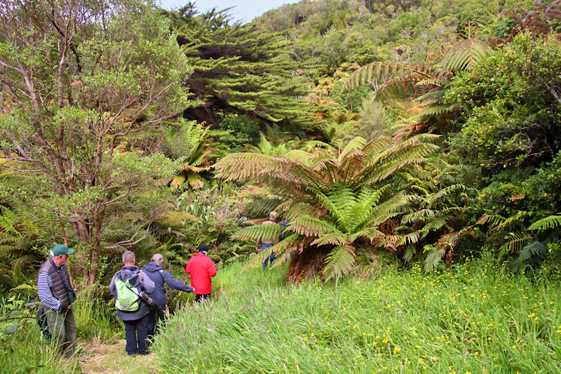 Chatham Island, New Zealand