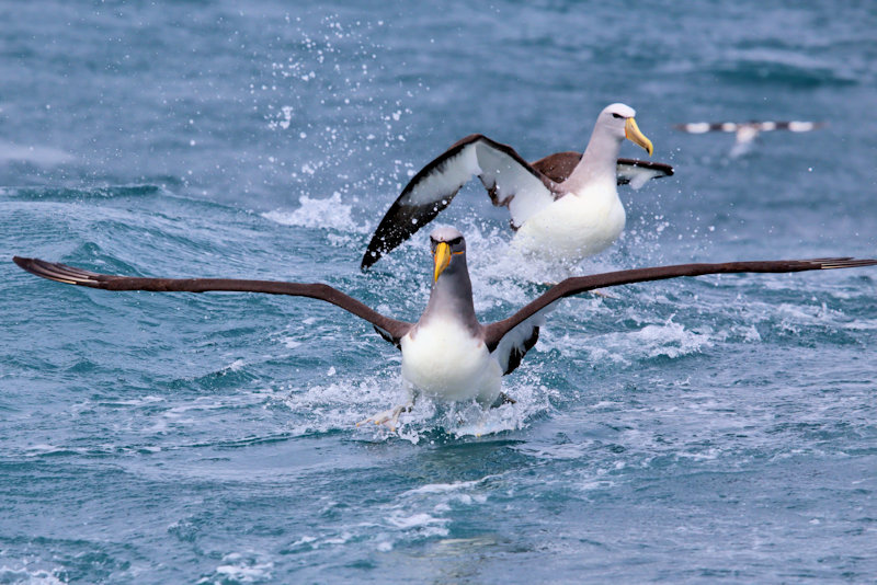 Chatham Island Albatross - Thalassarche eremita, New Zealand