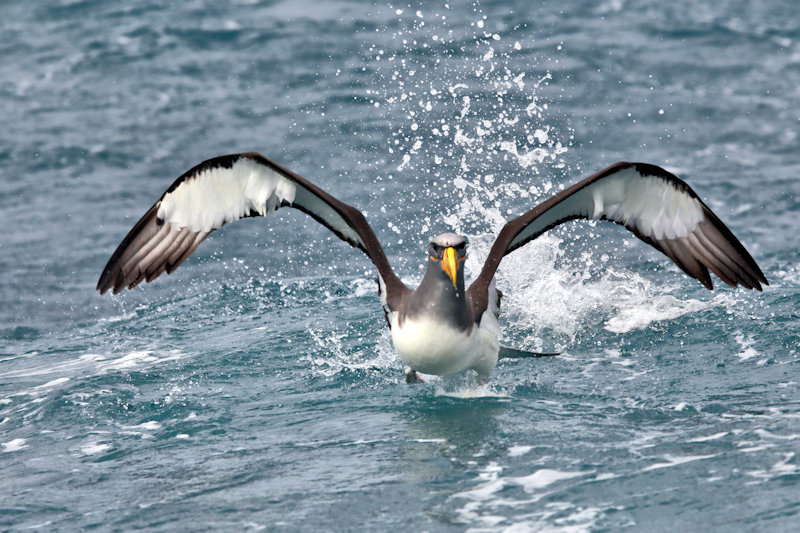 Chatham Island Albatross - Thalassarche eremita, New Zealand
