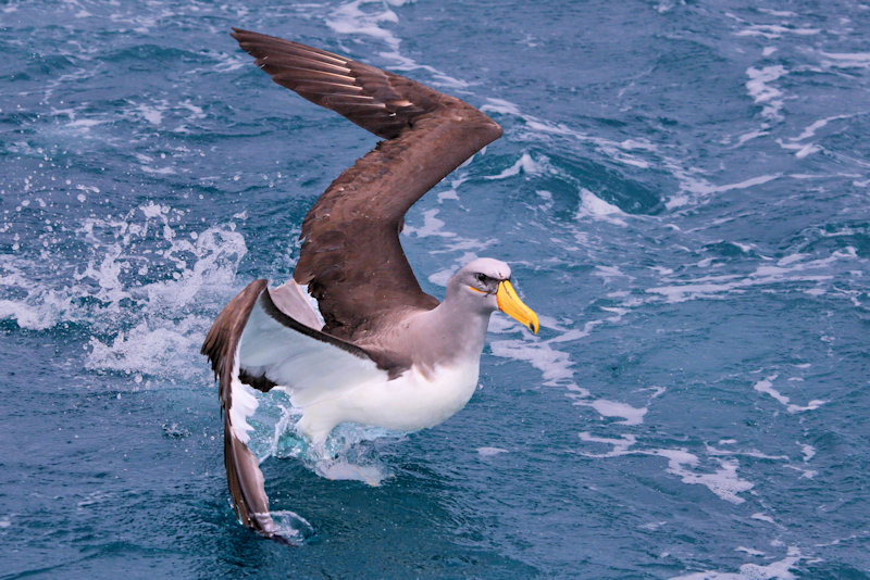 Chatham Island Albatross - Thalassarche eremita, New Zealand