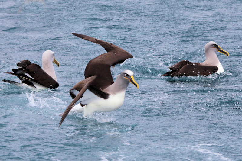 Grey-headed Albatross, Thalassarche chrysostoma, New Zealand