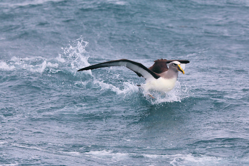 Grey-headed Albatross, Thalassarche chrysostoma, New Zealand