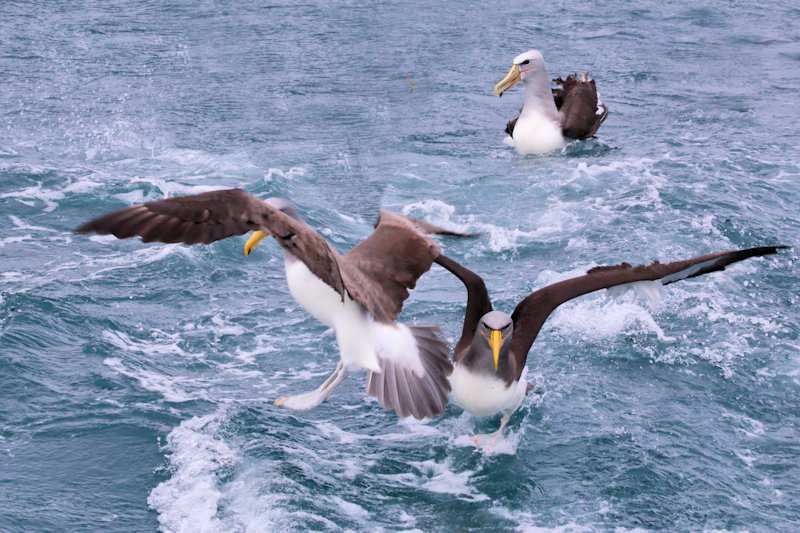 Chatham Island Albatross - Thalassarche eremita, New Zealand