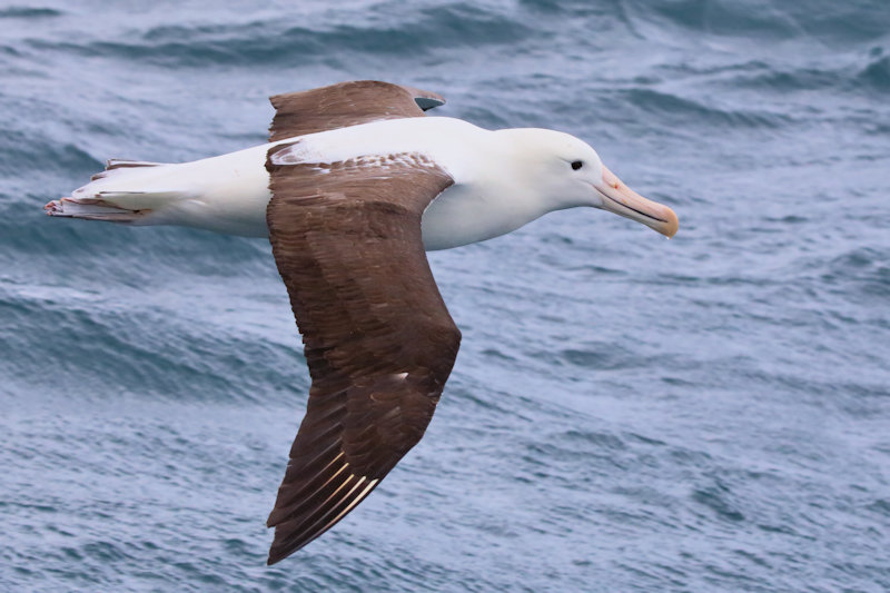 Northern Royal Albatross - Diomedea sanfordi, New Zealand