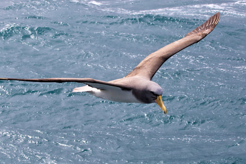 Chatham Island Albatross - Thalassarche eremita, New Zealand