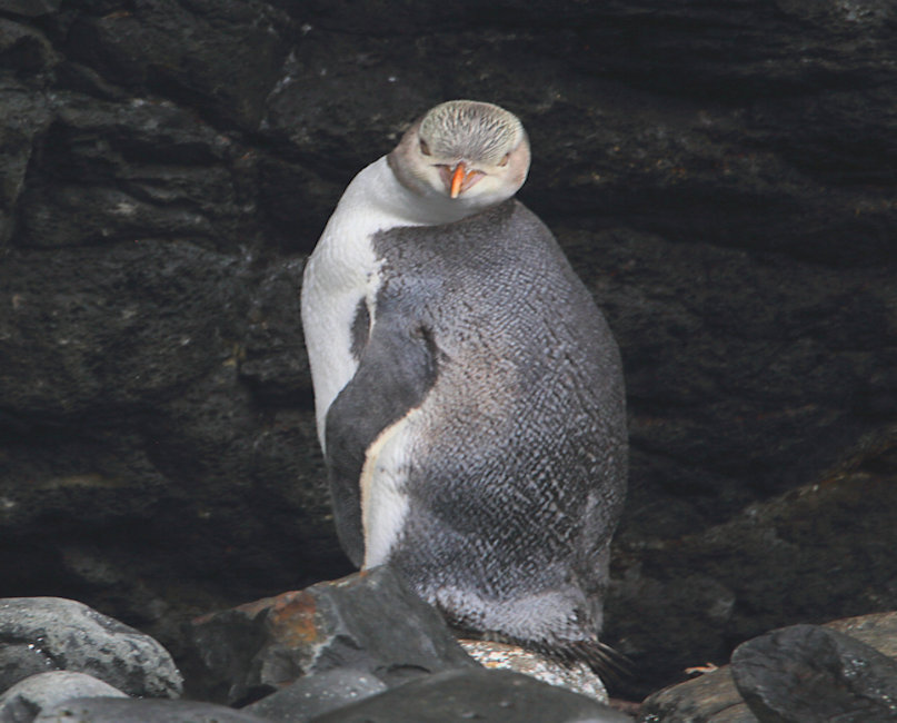 Yellow Eyed Penguin_Megadyptes antipodes