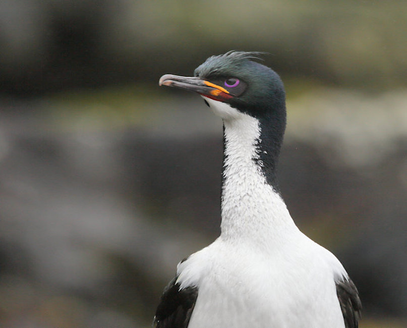 Auckland shag_Leucocarbo colensoi