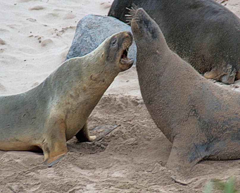 Hookers Sea Lions_Phocarctos hookeri_males_noisy