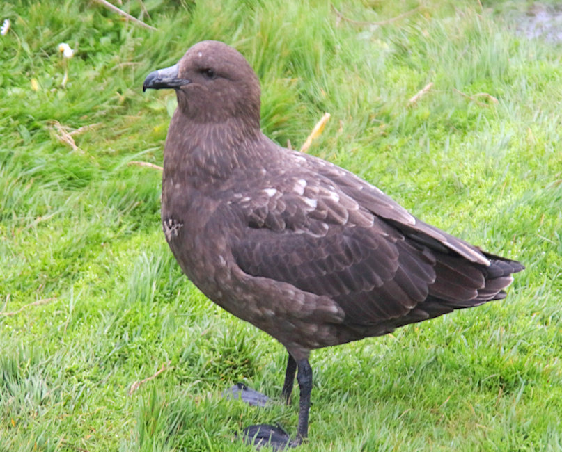 Antarctic Skua_Stercorarius maccormicki