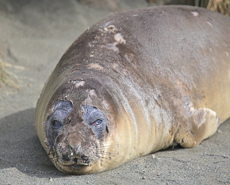 Macquarie Island, Southern Elephant Seal - Mirounga leonina_males