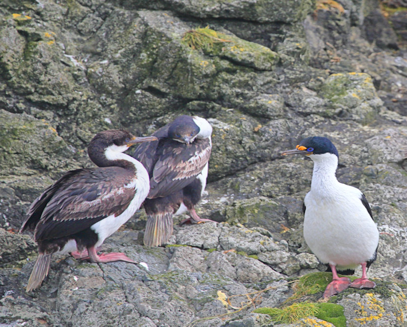 Macquarie Island, Macquarie Shags - Leucocarbo purpurascens