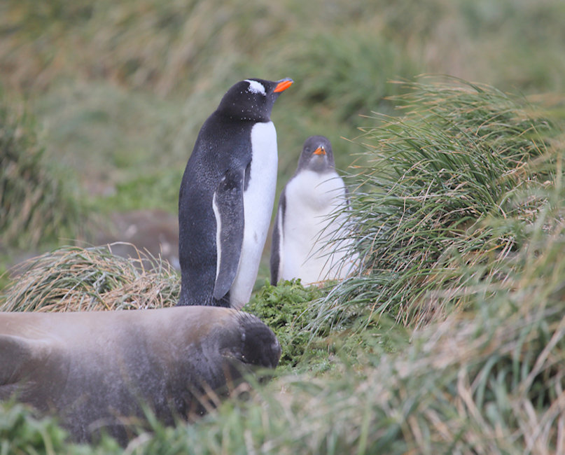 Macquarie Island, Gentoo Penguins - Pygoscelis papua