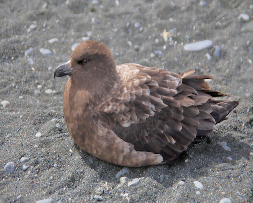 Macquarie Island, Antarctic Skua - Stercorarius maccormicki