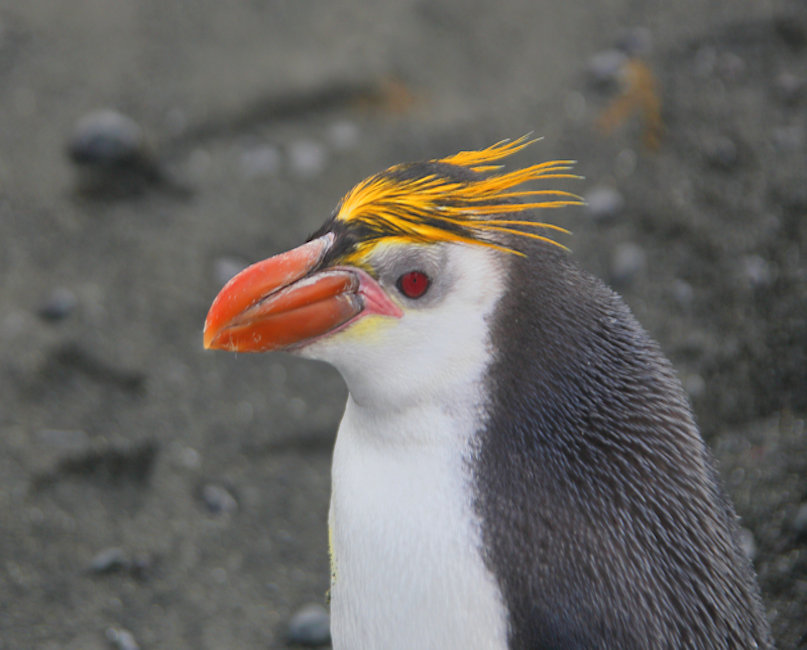 Macquarie Island, Royal Penguins