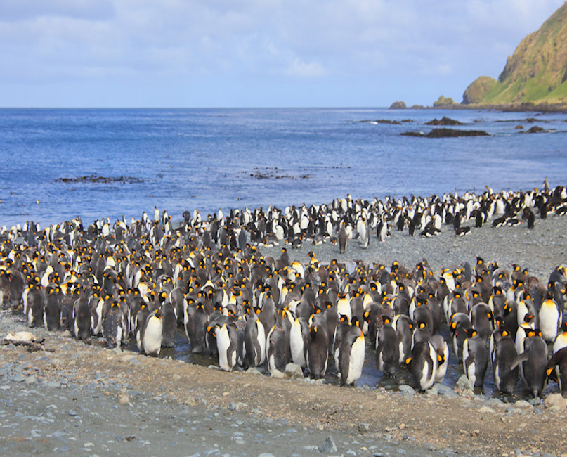 Macquarie Island_King Penguins_Aptenodytes patagonicus
