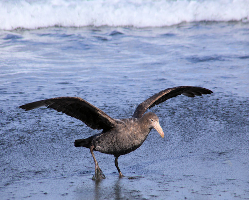 Macquarie Island, Southern Giant Petrel - Macronectes giganteus_nestling