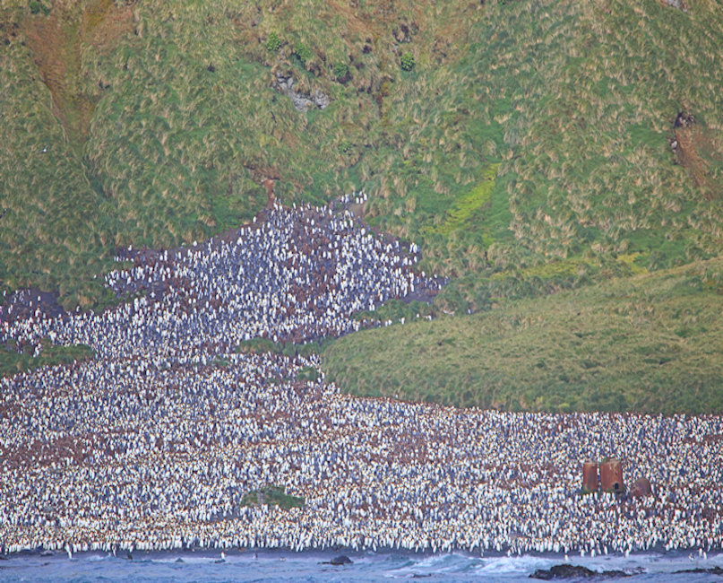 Macquarie Is, Lusitania Bay King Penguin Colony