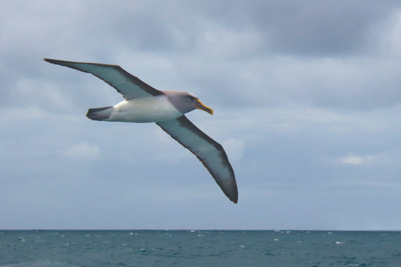 Grey-headed Albatross, Thalassarche chrysostoma