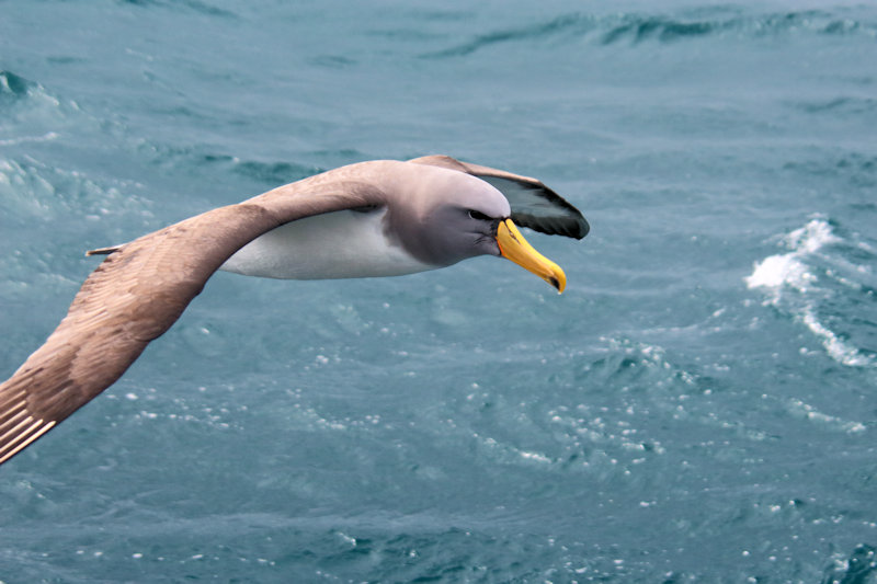 Chatham Island Albatross - Thalassarche eremita, New Zealand