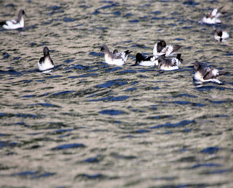 Cape Petrels, New Zealand