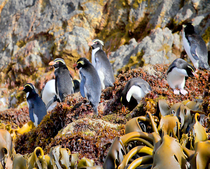 Snares Crested Penguin, New Zealand