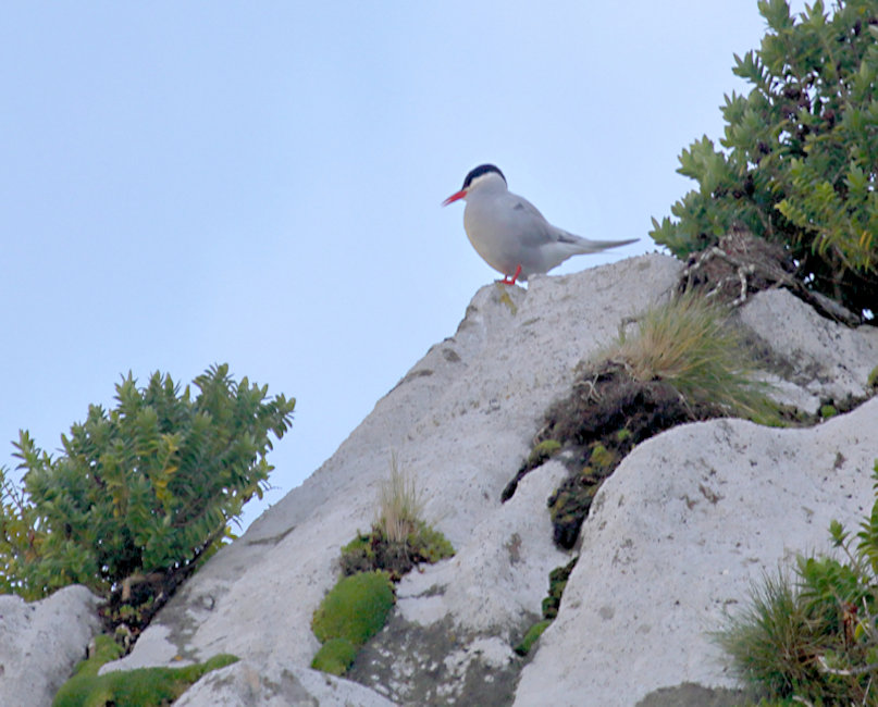 Antarcticv Tern, New Zealand