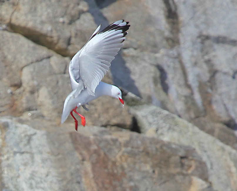 Red-billed Gull, New Zealand