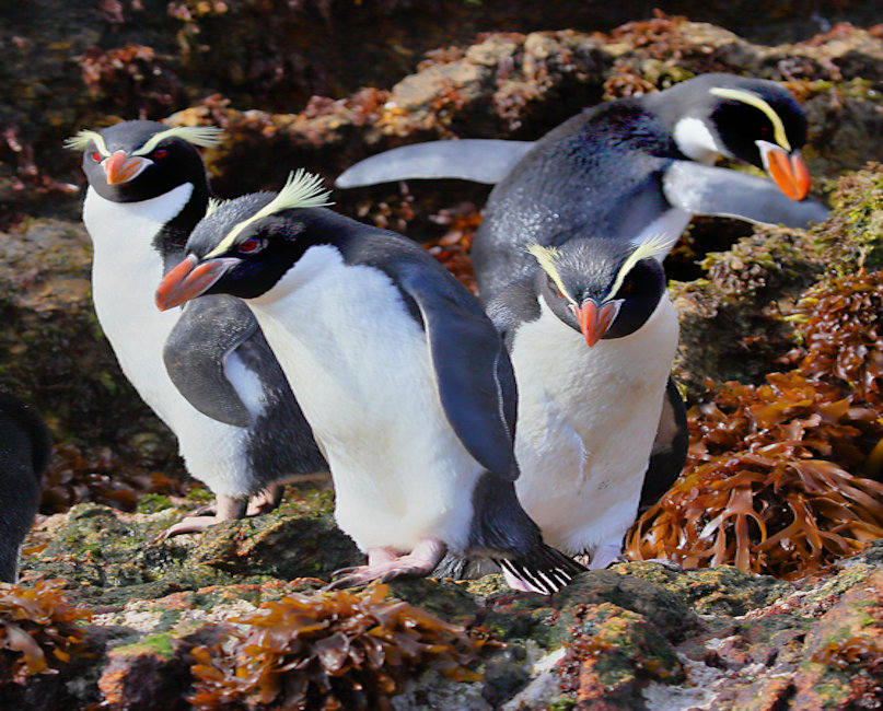 Snares Crested Penguin, New Zealand