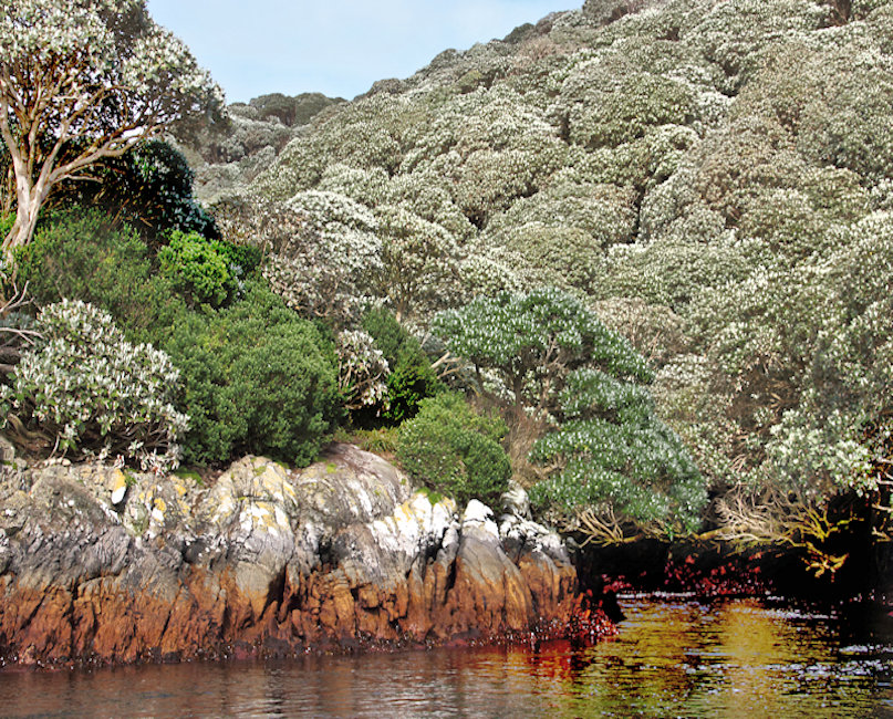 The Snares, New Zealand