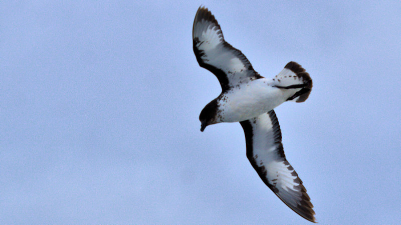 Cape Petrel