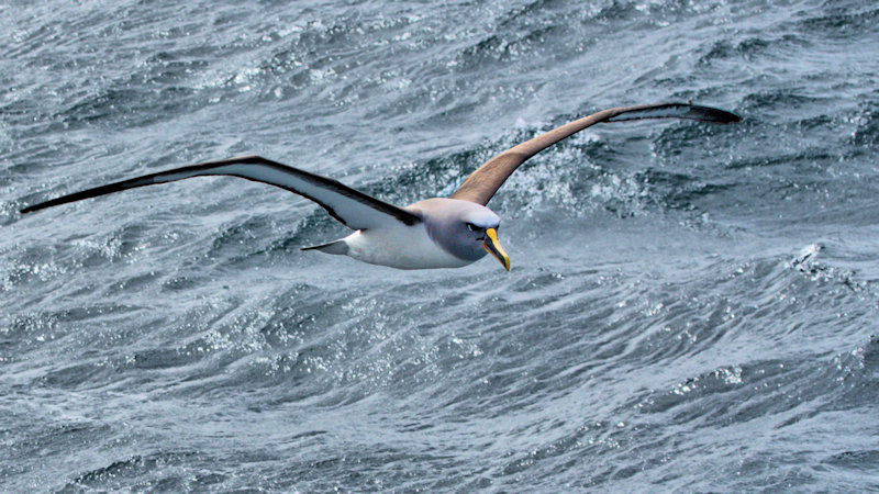 Grey-headed Albatross, Thalassarche chrysostoma, New Zealand