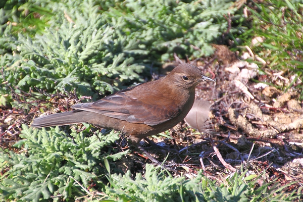 CarcassIs_Bird_4654_3_m.jpg