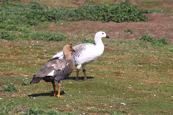 CarcassIs_KelpGeese_4665_m.jpg