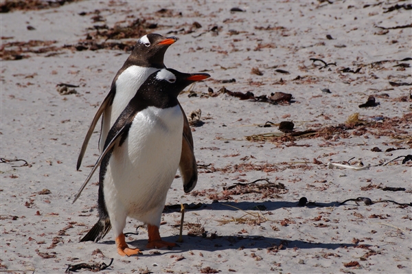 Carcass__Penguin_Gentoo_DSC05568.jpg