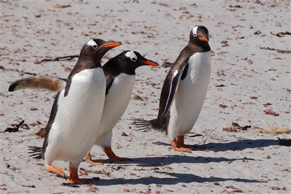 Carcass__Penguin_Gentoo_DSC05572.jpg