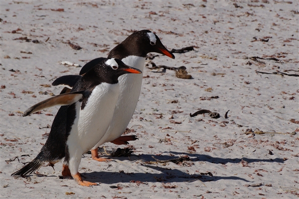 Carcass__Penguin_Gentoo_DSC05573.jpg