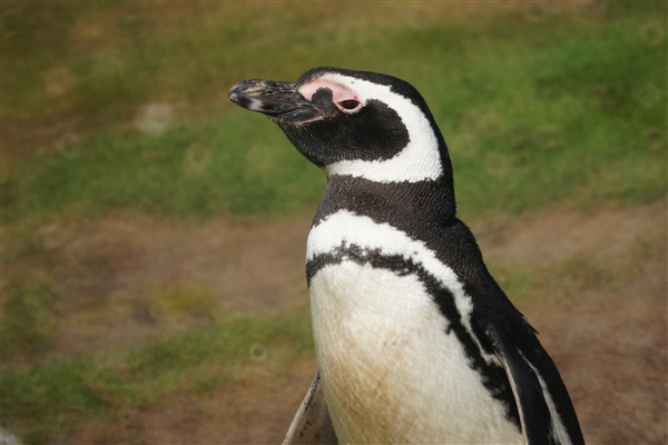 Carcass__Penguin_Magellanic_DSC05505.jpg