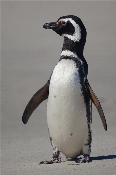 Carcass__Penguin_Magellanic_DSC05514.jpg