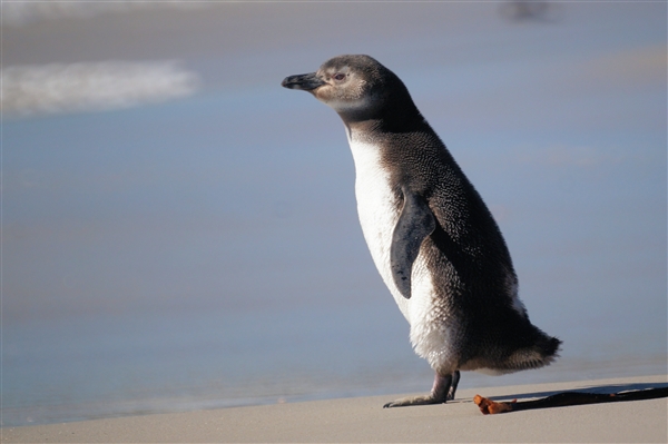 Carcass__Penguin_Magellanic_DSC05524.jpg