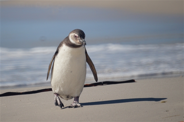 Carcass__Penguin_Magellanic_DSC05525.jpg