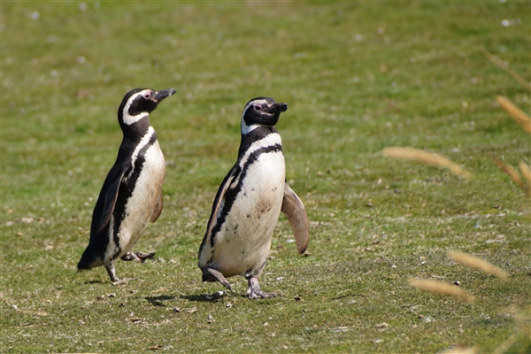 Carcass__Penguin_Magellanic_DSC05579.jpg