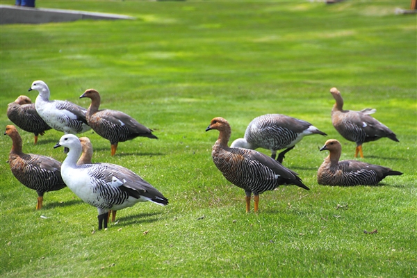 PortStanley_KelpGeese_4974_m.jpg