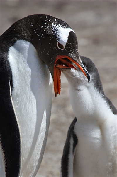 SaunderIs_GentooPenguins_3148_2_m.jpg