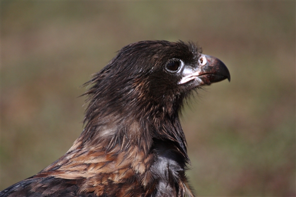 SaunderIs_StriatedCaraCara_3172_m.jpg