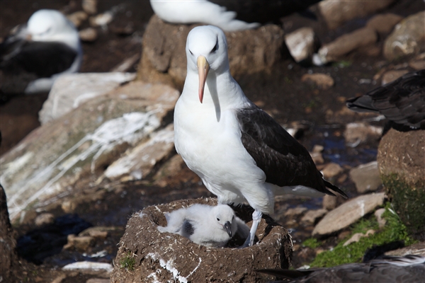 SaundersIs_BlackBrowedAlbatros_3196.jpg