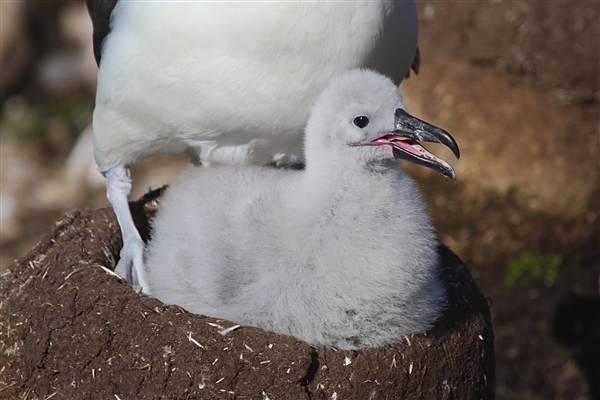 SaundersIs_BlackBrowedAlbatros_3219_3_m.jpg