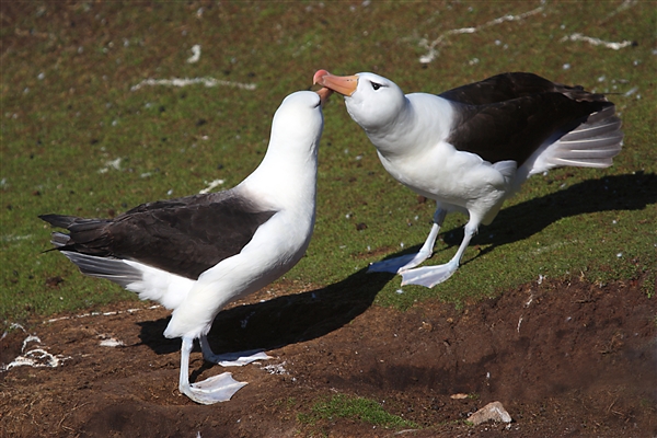 SaundersIs_BlackBrowedAlbatros_3221_m.jpg